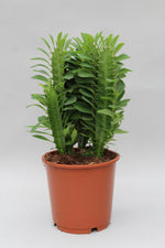 Carica l'immagine nel visualizzatore Galleria, Euphorbia trigona - Ø12cm - ↕40cm