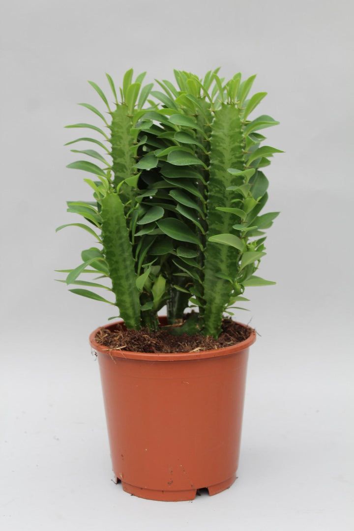 Euphorbia trigona - Ø12cm - ↕40cm