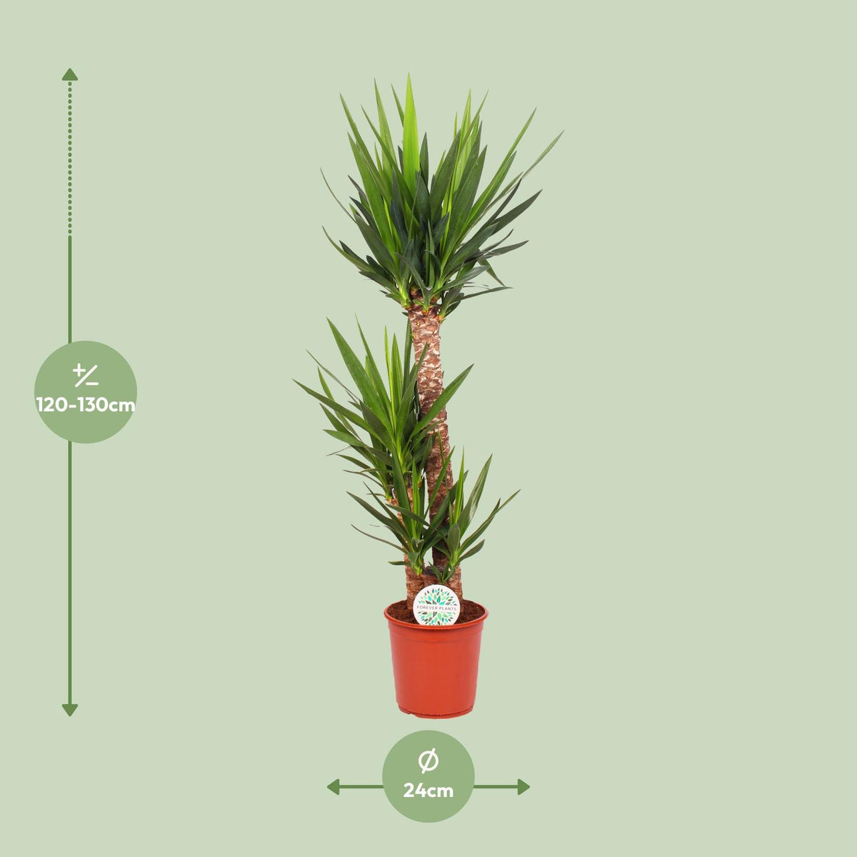 Yucca elephantipes - Ø24cm - ↕125cm