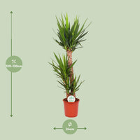 Yucca elephantipes - Ø24cm - ↕125cm