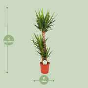 Yucca elephantipes - Ø24cm - ↕125cm