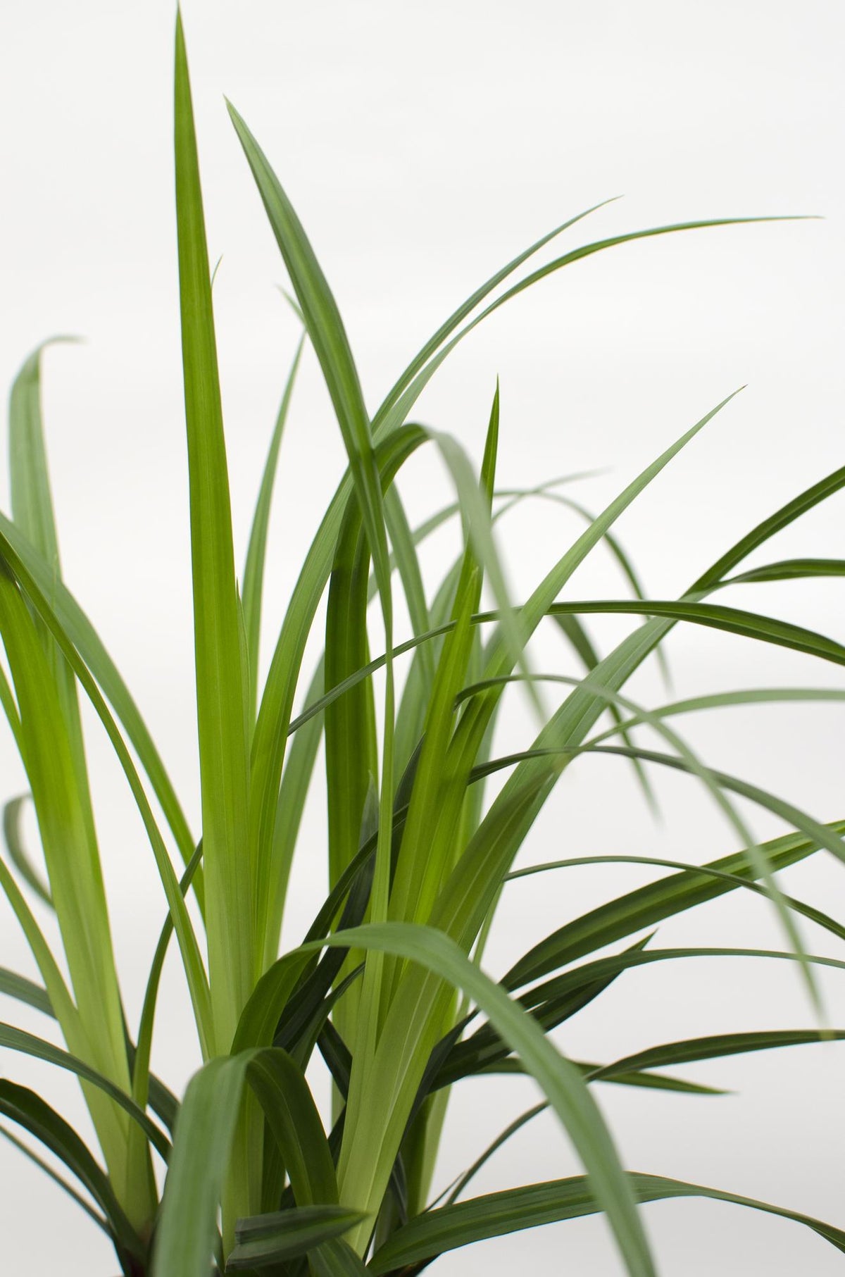 Carex morrowii 'Irish Green' - 3 piante - Ø14 - ↨30cm