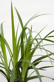Carex morrowii 'Irish Green' - 3 plants - Ø14 - ↨30cm