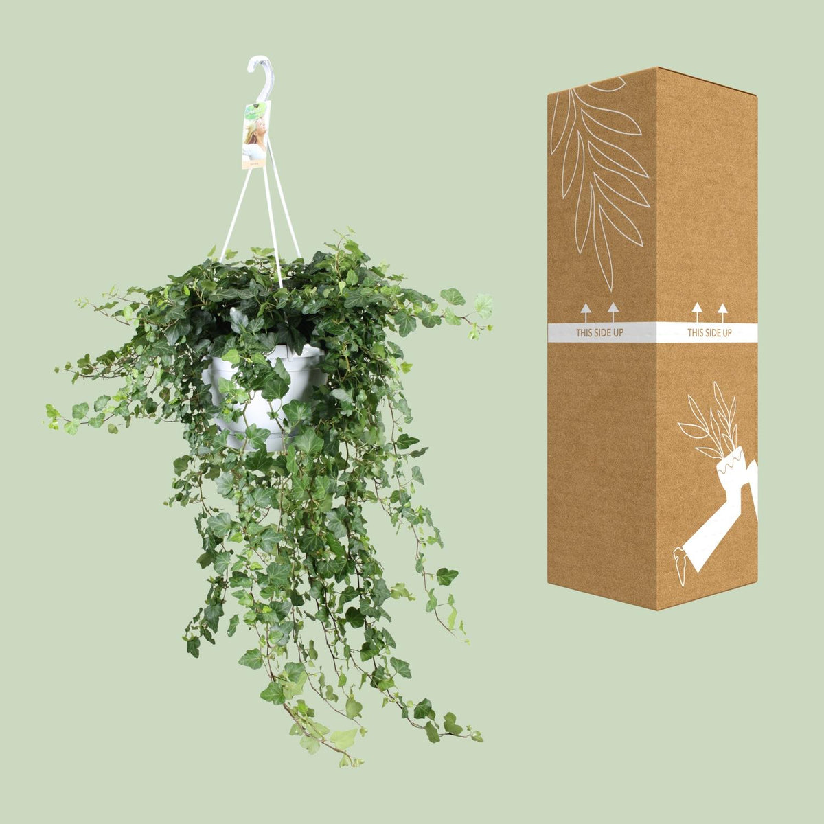 Hedera helix 'Wonder Green' - Ø24cm - ↕70cm