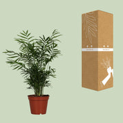 Chamaedorea elegans (Palma della Fortuna) - Ø17cm - ↕55cm