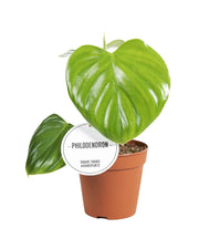 Philodendron pittieri - Ø12cm - ↕30cm