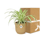 Load image into Gallery viewer, Chlorophytum comosum variegatum in ELHO Vibes Fold Pot, Yellow, Ø14cm - ↕15cm