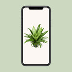 Load image into Gallery viewer, Asplenium antiquum 'Osaka' - Ø23cm - ↕60cm