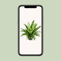 Asplenium antiquum 'Osaka' - Ø23cm - ↕60cm