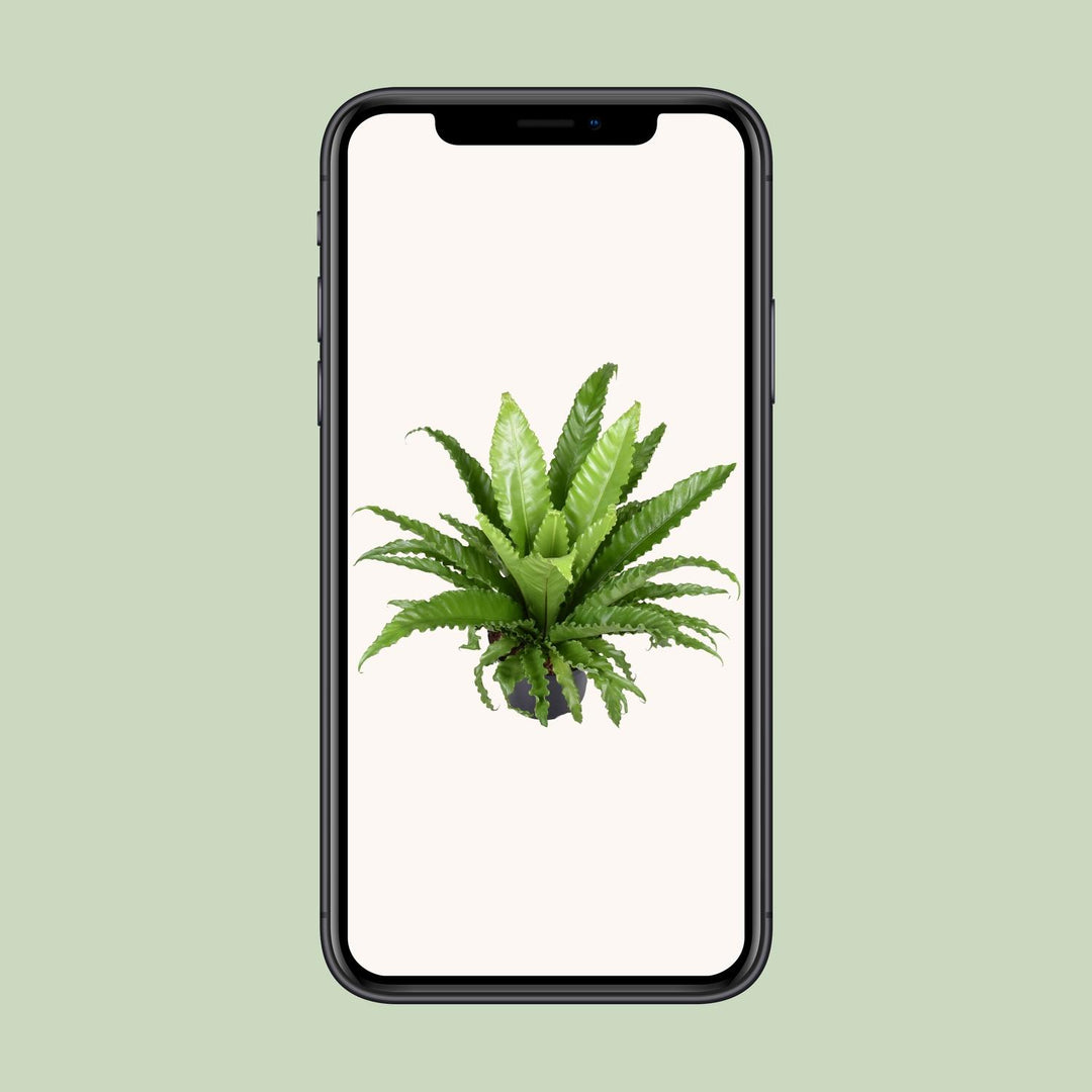 Asplenium antiquum 'Osaka' - Ø23cm - ↕60cm