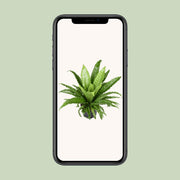 Asplenium antiquum 'Osaka' - Ø23cm - ↕60cm