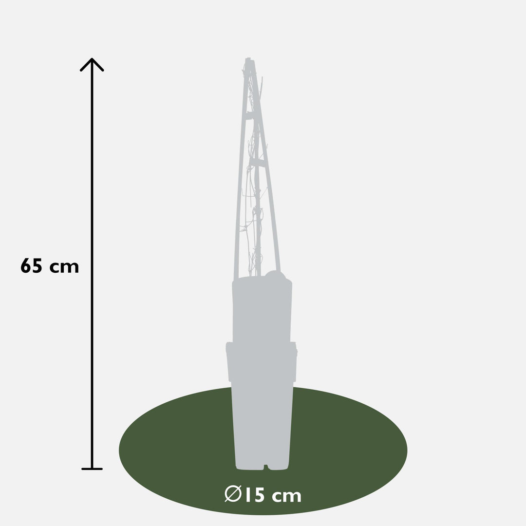 Clematis Miss Bateman (White Clematis) - Ø15cm - ↕65cm