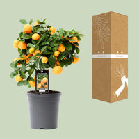 Citrus Calamondin (Mandarino nano) - Ø15cm - ↕40cm