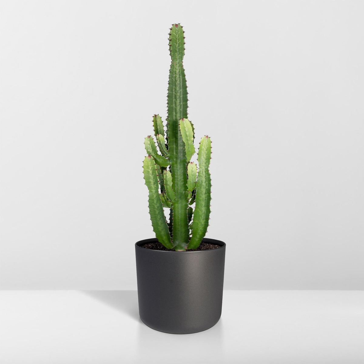 Euphorbia acrurensis - Ø24cm - ↕60cm