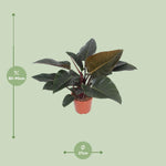 Load image into Gallery viewer, Philodendron erubescens &#39;Congo Red&#39; - Ø27cm - ↕80cm
