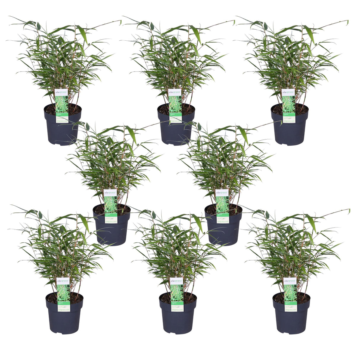 Fargesia rufa (Bambù) - 8 piante - Ø14 ↨40cm