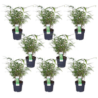 Fargesia rufa (Bambù) - 8 piante - Ø14 ↨40cm