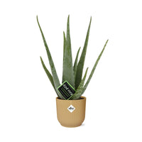 Aloe vera in vaso ELHO Vibes Fold pot, Giallo, Ø14cm - ↕45cm