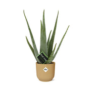 Aloe vera in ELHO Vibes Fold pot, Yellow, Ø14cm - ↕45cm