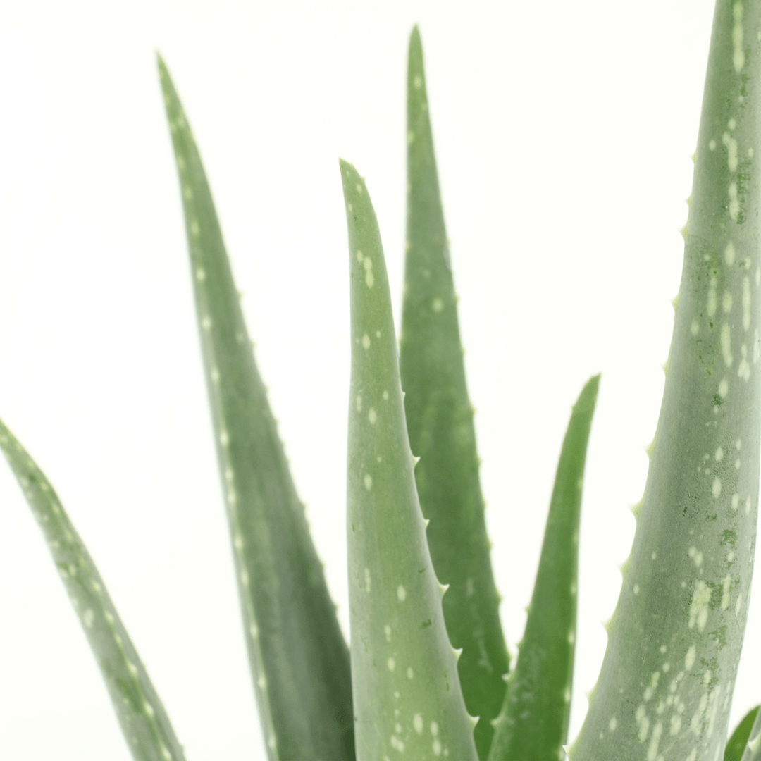 Aloe vera - 2 plants - ø12 - ↕40cm