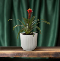 Guzmania 'Happiness' - Ø12 - ↕45