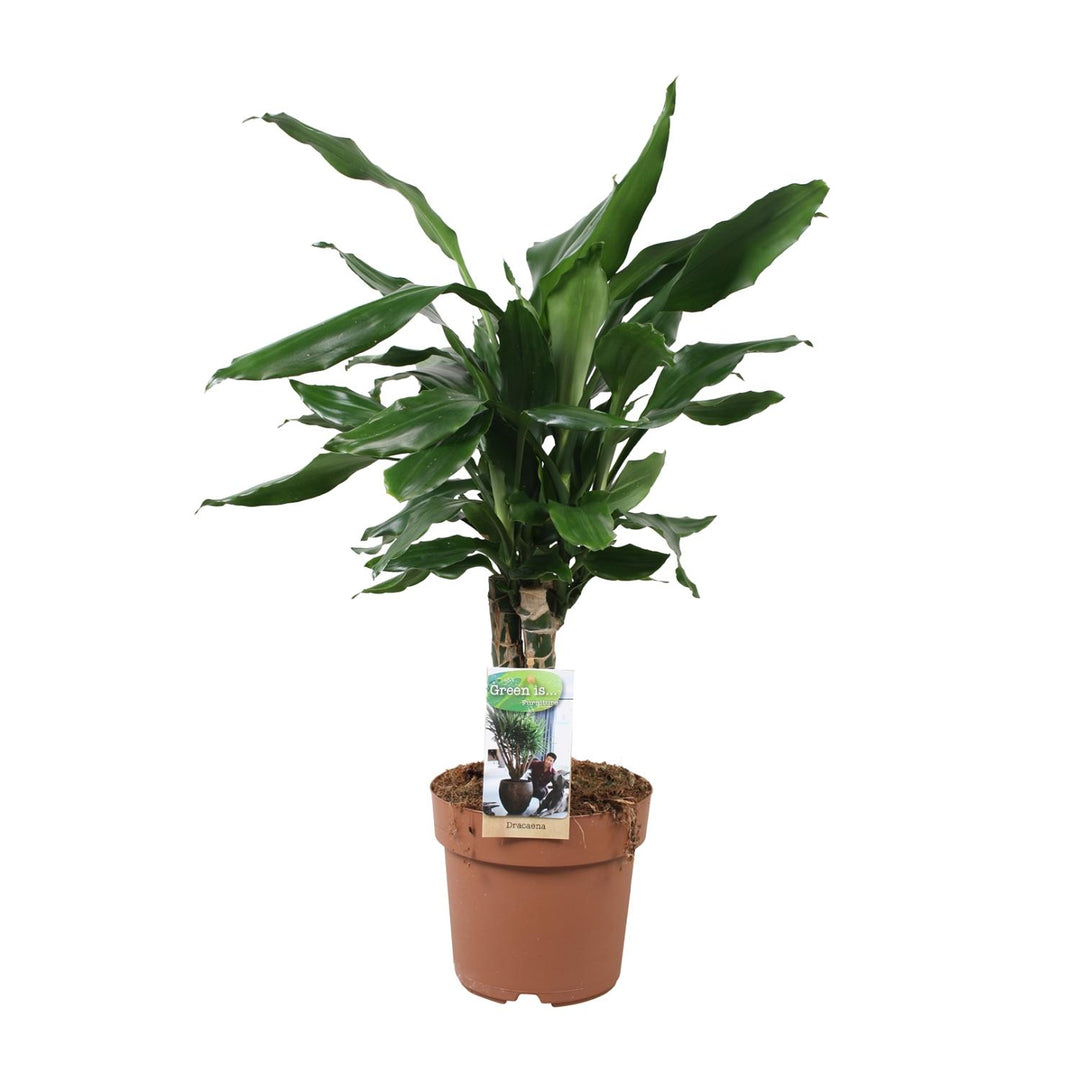 Dracaena Fagrans 'Steudneri Green' - Ø17cm - ↕55cm