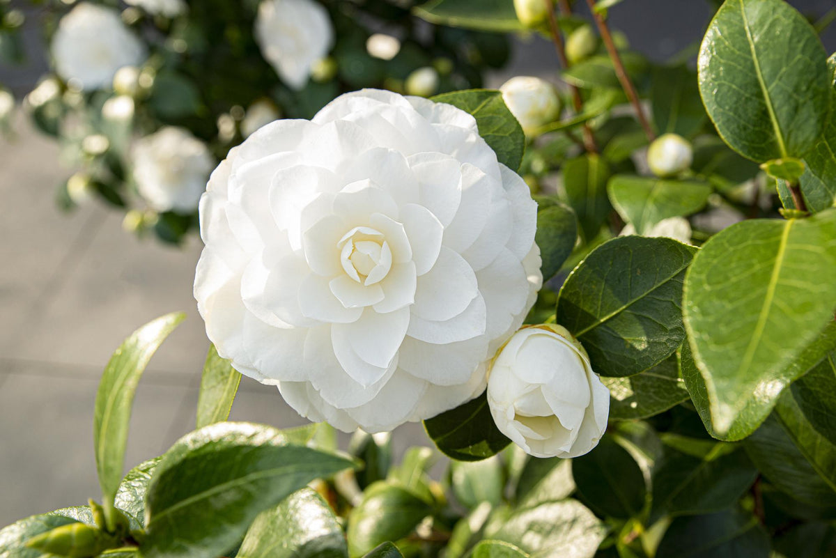 Camellia japonica 'Nuccio's Gem' - Ø19cm - ↕65cm