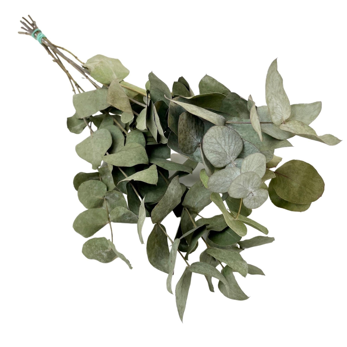 Fiori Secchi – Eucalipto Cinerea – 6 Mazzi – ↕50 cm
