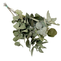 Fiori Secchi – Eucalipto Cinerea – 6 Mazzi – ↕50 cm