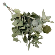 Dried flowers - Eucalyptus Cinerea - 6 bushes - ↕50cm