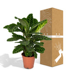 Load image into Gallery viewer, Calathea zebrina (Peacock Plant) - Ø19cm - ↕80cm
