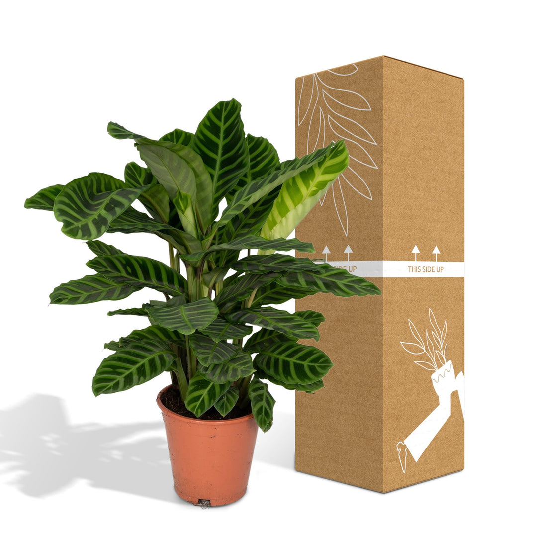 Calathea zebrina (Peacock Plant) - Ø19cm - ↕80cm