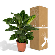 Calathea zebrina (Peacock Plant) - Ø19cm - ↕80cm