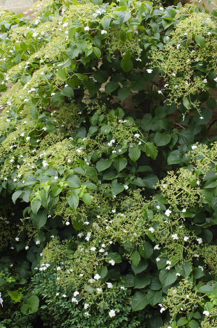 Hydrangea petiolaris - 4 plants - ↨65cm - Ø15