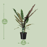 Load image into Gallery viewer, Alocasia lauterbachiana - Ø19cm - ↕80cm