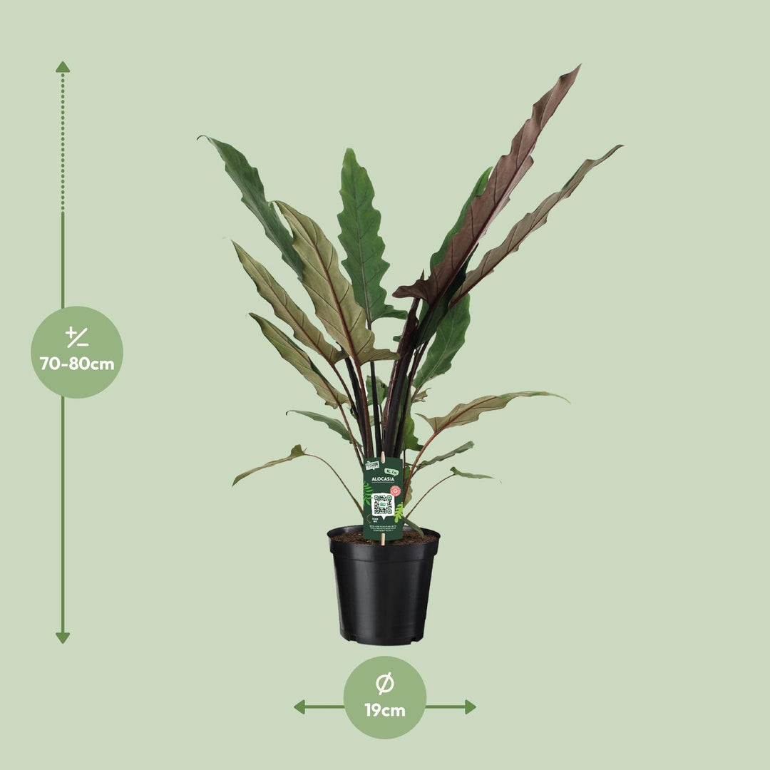 Alocasia lauterbachiana - Ø19cm - ↕80cm
