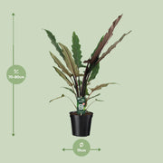Alocasia lauterbachiana - Ø19cm - ↕80cm