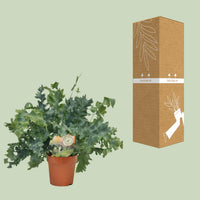 Phlebodium aureum 'Davana' - Ø12cm - ↕35cm