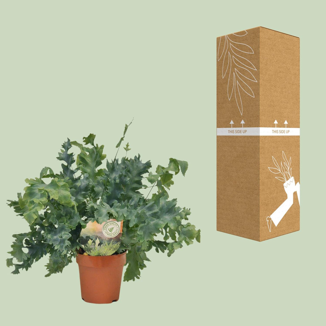 Phlebodium aureum 'Davana' - Ø12cm - ↕35cm