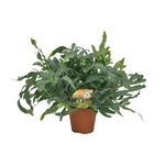 Load image into Gallery viewer, Phlebodium aureum 'Blue Star' - Ø17cm - ↕60cm