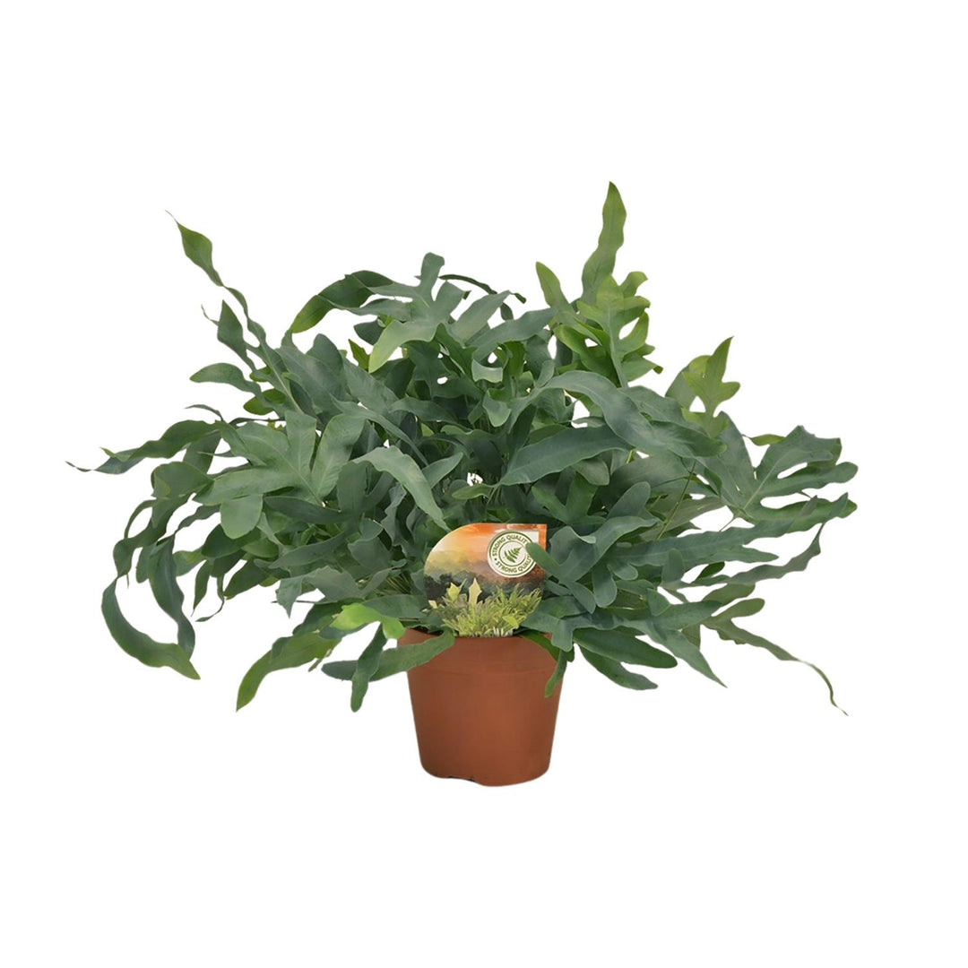 Phlebodium aureum 'Blue Star' - Ø17cm - ↕60cm