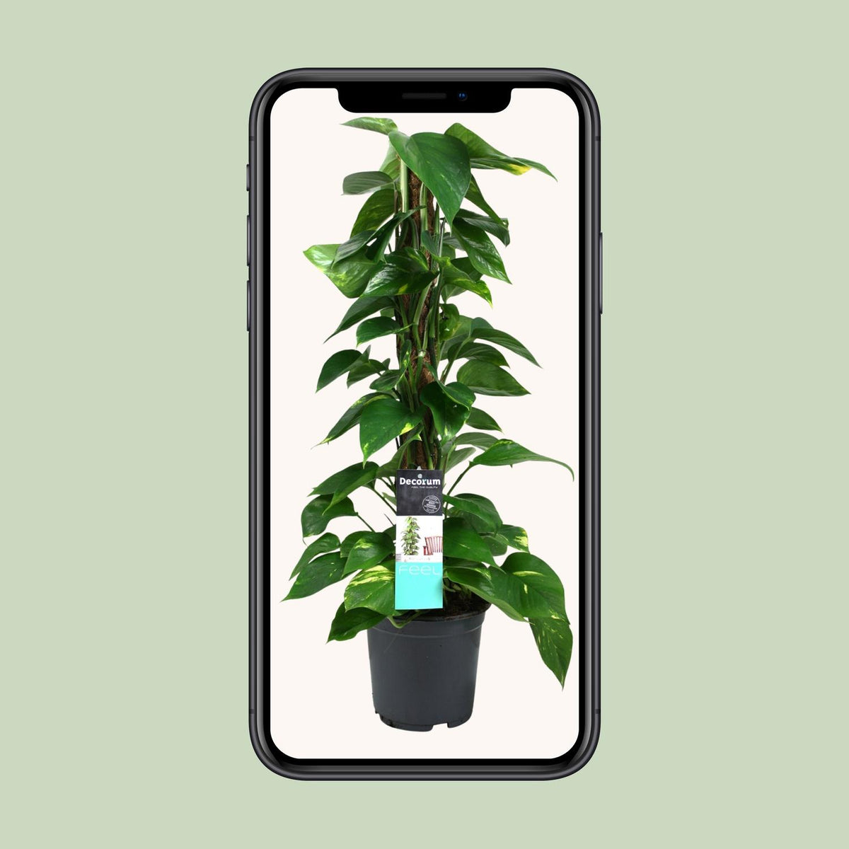 Epipremnum (Scindapsus) - Ø19cm - ↕80cm