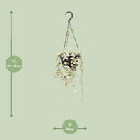 Ceropegia woodii - Ø14cm - ↕40cm