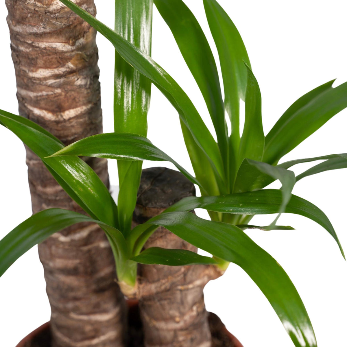 Yucca elephantipes - Ø17cm - ↕85cm