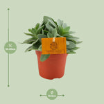 Load image into Gallery viewer, Senecio cephalophorus - Ø10,5cm - ↕15cm