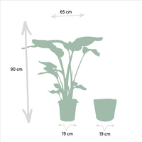 Duo Tropicale da Interno in Cesto Selin - Strelitzia Nicolai - Ø19cm - ↕85cm + Alocasia Macrorrhiza - Ø19cm - ↕70cm