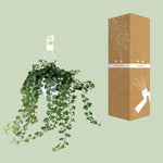 Load image into Gallery viewer, Hedera helix 'Wonder Green' - Ø17 - ↕50cm