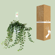 Hedera helix 'Wonder Green' - Ø17 - ↕50cm