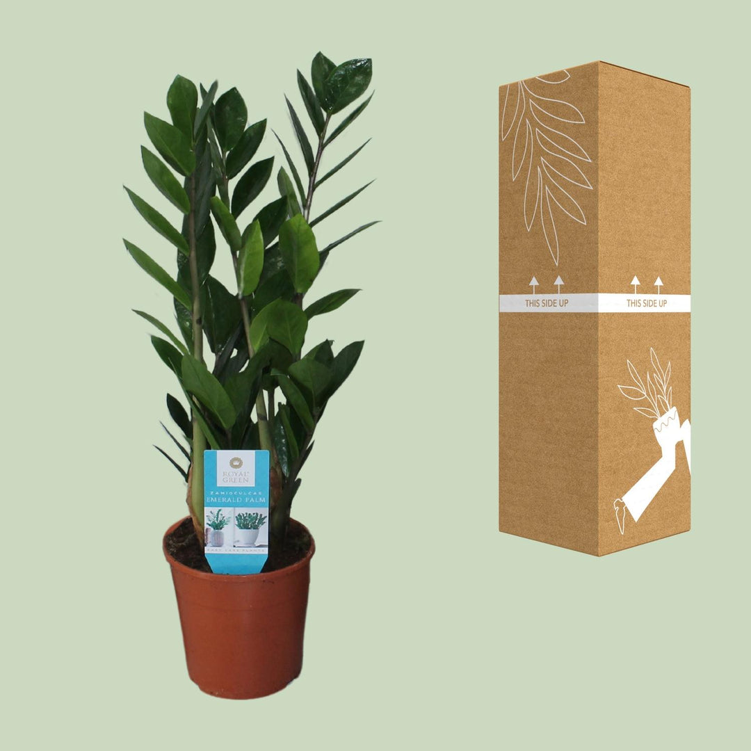 Zamioculcas zamiifolia - Ø14cm - ↕55cm