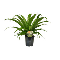 Asplenium nidus 'Osaka' - Ø17cm - ↕40cm